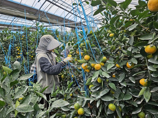 서귀포시 남원읍 신흥리 과원에서 28일 올해산 첫 하우스감귤이 출하됐다. 서귀포농기센터 제공