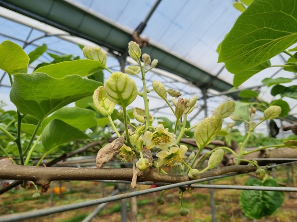 복합감염으로 백화현상이 발생한 키위나무. 제주도 농업기술원 제공