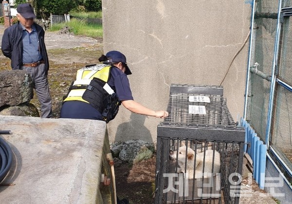 제주자치경찰 동부행복치안센터는 2020년부터 현재까지 5년간 131마리의 들개를 포획했다.(사진=도 자치경찰단)