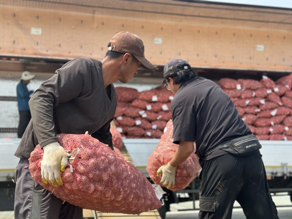 대정농협이 올해산 마늘 수매가를 지난해보다 500원 오른 ㎏당 4300원으로 결정하고 수매를 시작한 가운데 26일 유통센터에서 각 농가로부터 수매한 마늘을 화물차로 옮겨 싣고 있다. 김수환 기자
