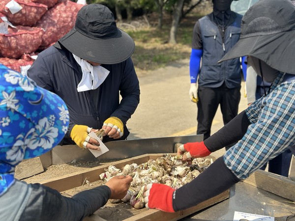대정농협이 올해산 마늘 수매가를 지난해보다 500원 오른 ㎏당 4300원으로 결정하고 수매를 시작한 가운데 26일 유통센터에서 각 농가가 실어 온 마늘의 크기와 건조 상태 등을 점검하고 있다. 김수환 기자