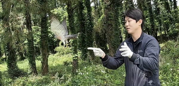제주대학교 제주야생동물구조센터 관계자가 치료를 마친 천연기념물 붉은배새매를 방생하고 있다. 해당 붉은배새매는 건물충돌 후 뇌진탕 상태에서 구조돼 일주일간 센터에서 치료를 받고 회복했다.