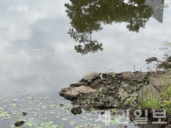 10일 제주시 조천읍 신촌리 남생이 연못에서 '생태계교란종'인 붉은귀거북이 포착됐다.전예린 기자 