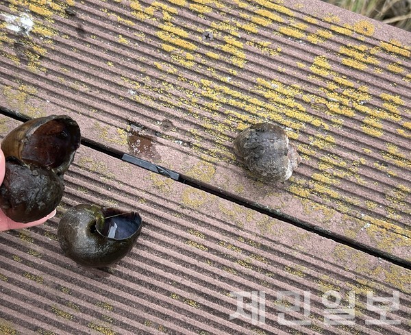 10일 제주시 조천읍 신촌리 남생이 연못에서 발견된 왕우렁이 모습.전예린 기자 