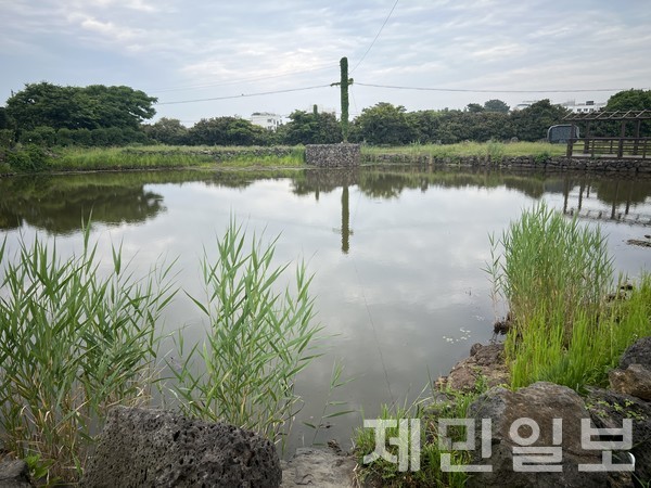 남생이 연못은 100여 년 전 조천읍 마을 주민들이 직접 땅을 파고 흙으로 메워 만든 생태 연못으로, 연중 물이 마르지 않아 사계절 다양한 동식물이 서식한다.전예린 기자 