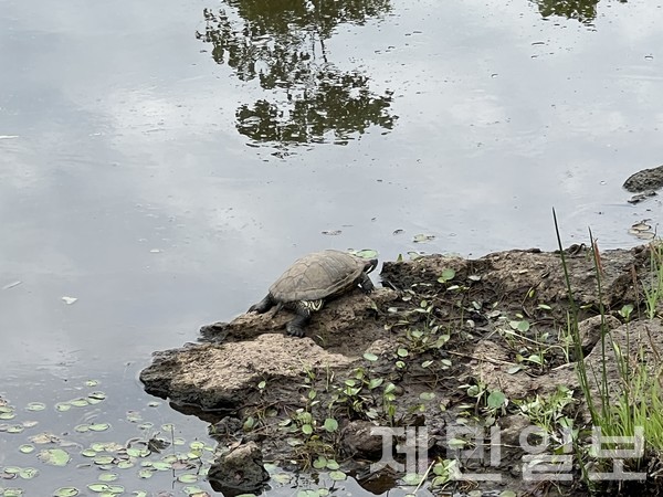 외래종 거북류 개체수가 급증하면서 제주 토종 생태계가 위협받고 있다는 보도(본보 2025년 6월 11일)와 관련해 제주도가 긴급 퇴치에 나섰다.전예린 기자 