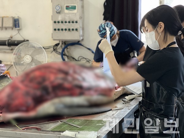 최근 제주해역에서 남방큰돌고래 턱이가 사체로 발견된 가운데 30일 오전 사인을 밝히기 위한 부검이 진행됐다.전예린 기자 