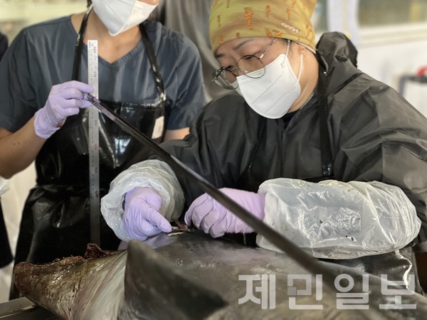 최근 제주해역에서 남방큰돌고래 턱이가 사체로 발견된 가운데 30일 오전 사인을 밝히기 위한 부검이 진행됐다.전예린 기자 