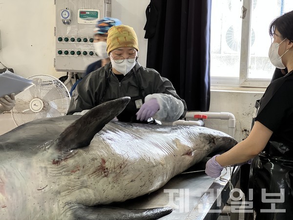 최근 제주해역에서 남방큰돌고래 턱이가 사체로 발견된 가운데 30일 오전 사인을 밝히기 위한 부검이 진행됐다.전예린 기자 