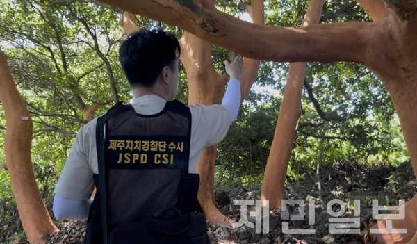 제주에서 후박나무 100여 그루의 껍질을 불법으로 벗겨낸 남성이 경찰에 붙잡혔다.(사진=도 자치경찰단)