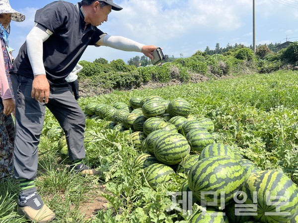 폭염이 연일 제주를 덮치고 있는 가운데 2일 오후 제주시 애월읍 신엄리의 한 농가에서 만난 강무훈씨는 누렇게 말라비틀어진 수박을 보며 깊은 한숨을 내쉬었다.전예린 기자 