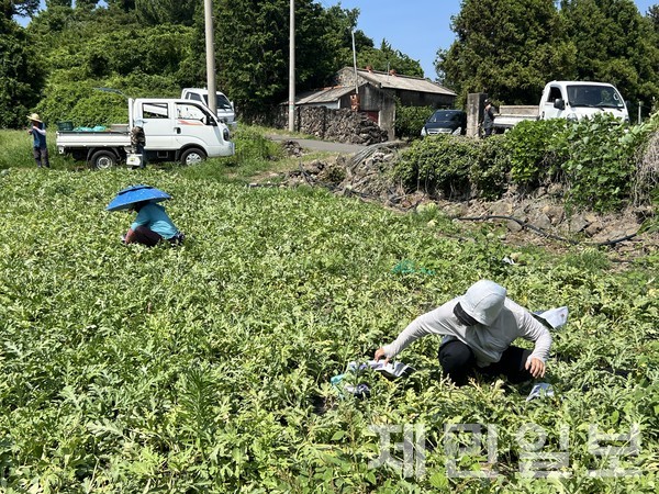 농작물을 강한 햇빛으로부터 보호하기 위해 포장 작업을 벌이고 있다. 전예린 기자 