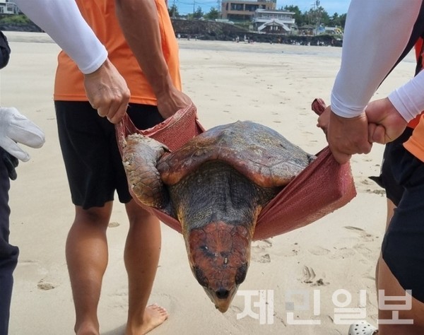 서귀포시 표선해수욕장에서 등껍질에 심한 골절 상처를 입은 멸종위기종 붉은바다거북이 발견돼 구조됐다.(사진-서귀포해양경찰서)