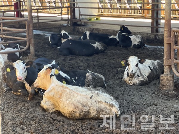  폭염특보가 내려진 28일 제주시 애월읍 축사에 있는 소들이 무더운 날씨에 가쁜 숨을 내쉬고 있다.전예린 기자