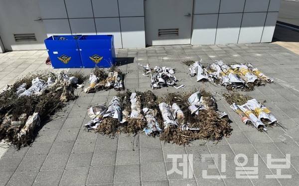 제주 전역에서 마약 성분이 포함된 일명 '나도 양귀비'가 무더기로 발견됐다.(사진=제주지방해양경찰청)