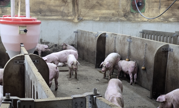 동물복지 인증을 받은 ‘매일농장’은 휴식공간과 배설공간이 분리됐다. 돼지 한 마리가 배설공간에서 배변하고 있다. 고기욱 기자