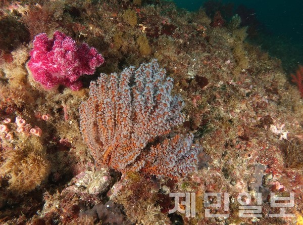 한국수산자원공단 제주본부는 최근 제주 연안 산호류 분포 현황조사 및 시범 이식 용역을 착수했다.