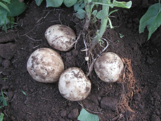 신품종 감자 탐나