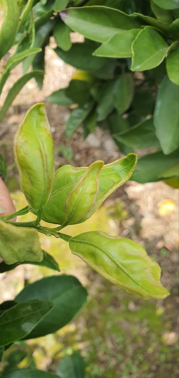 볼록총채벌레에 의해 피해를 입은 감귤의 가을순 모습. 제주도 농업기술원 제공