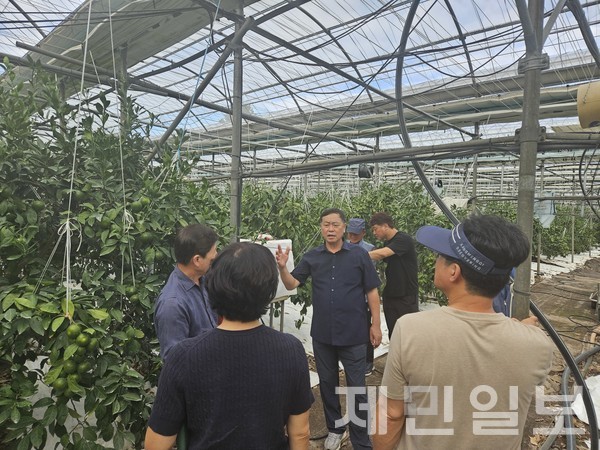 강만희 비가림온주 명인이 지난 9월 4일 남원읍 위미리 자신의 과원에서 지역 농가를 대상으로 고품질 감귤 생산 재배법에 대해 교육하고 있다.