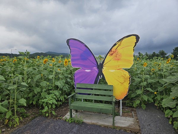 지난 2024년 열린 영천동 해바라기축제에서 황금빛 해바라기 물결이 아름다운 자태를 뽐내고 있다.  