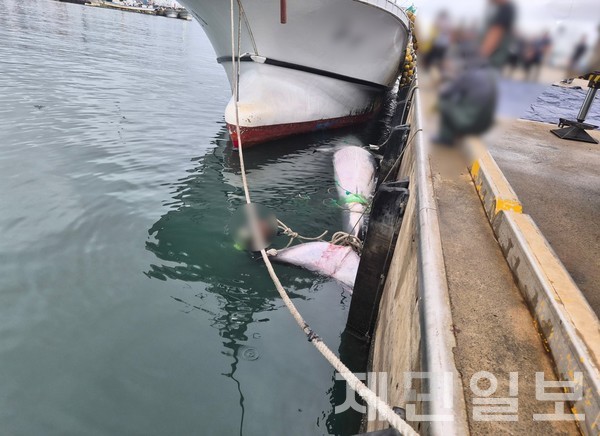 16일 오전 제주 한림항 해상에서 멸종위기종인 참고래가 죽은 채 발견됐다.(사진=제주해양경찰서)