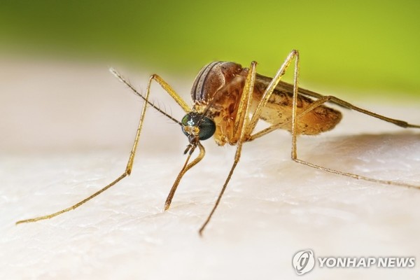 열대집모기. 미국 질병통제예방센터(CDC) 제공. (연합뉴스 자료사진)