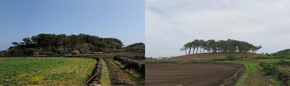 A씨가 훼손하기 전 산림의 모습(사진 왼쪽)과 훼손 후의 모습(사진 오른쪽).