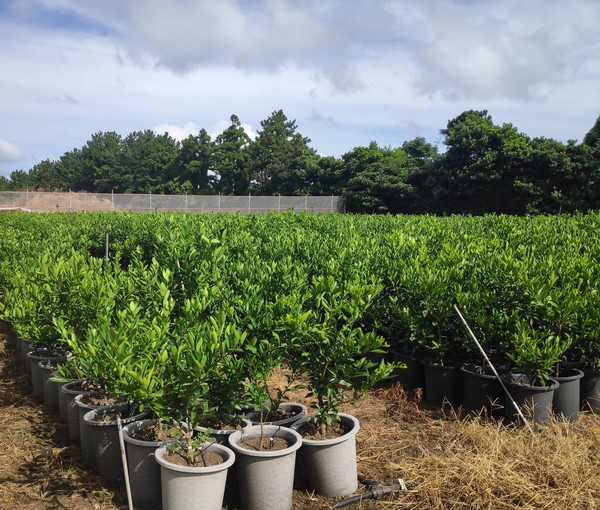 유라조생 3년생 대묘