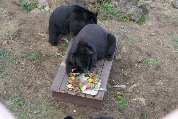 '반달가슴곰 오픈하우스' 체험. (사진-제주자연생태공원) 