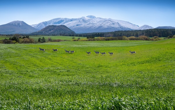 홍순병 작 '겨울의 흔적과 생명의 역동'
