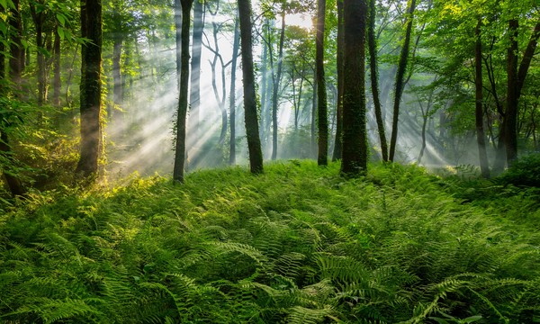 고혜경 작 '빛의 창조'