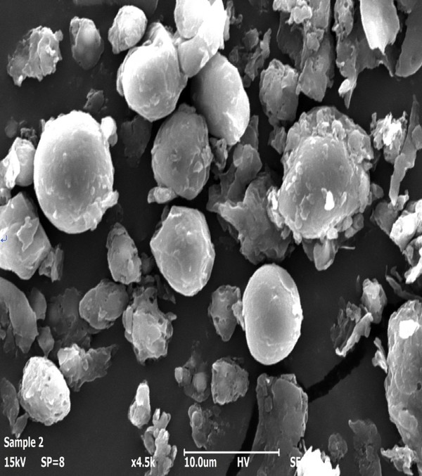 제주 메밀 증숙 처리 후 현미경 사진.