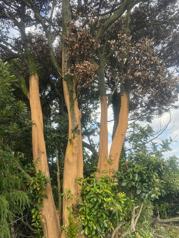 껍질이 벗겨져 고사한 후박나무의 모습. 제주자연의벗 제공