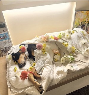 <b>배정남</b>, <b>반려견 벨 심장마비</b>로 떠나보내며 애도